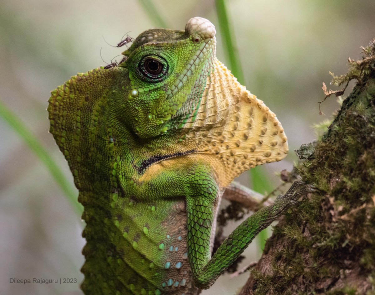 Lyriocephalus scutatus Linnaeus, 1758